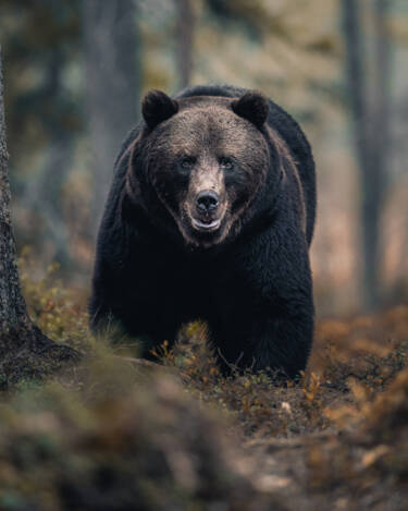 Konsta Punkka assets to Create Your Light Wildlife photography Nikon 7II article.