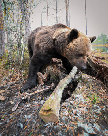 Konsta Punkka's wildlife photography with the Nikon Z 7II